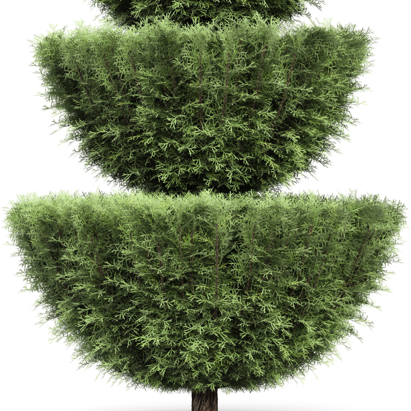 Italian Cypress 4 trees