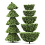 Italian Cypress 4 trees