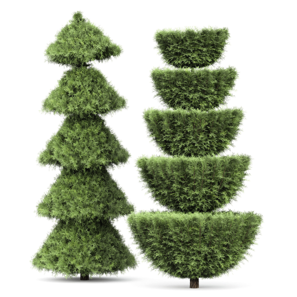 Italian Cypress 4 trees
