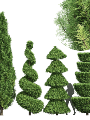 Italian Cypress 4 trees