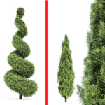 Italian Cypress 4 trees