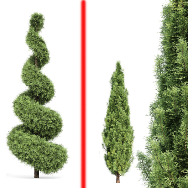 Italian Cypress 4 trees