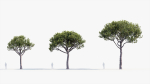 Italian stone pine Pinus pinea