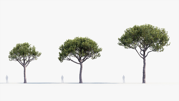 Italian stone pine Pinus pinea