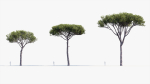 Italian stone pine Pinus pinea
