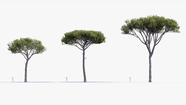 Italian stone pine Pinus pinea