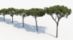 Italian stone pine Pinus pinea