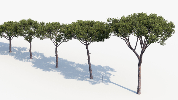 Italian stone pine Pinus pinea