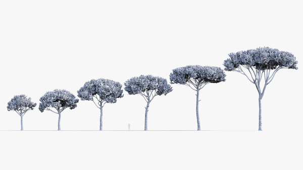 Italian stone pine Pinus pinea