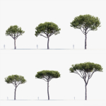 Italian stone pine Pinus pinea