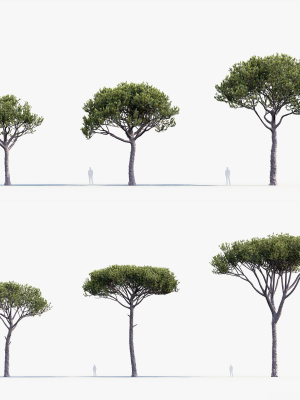 Italian stone pine Pinus pinea