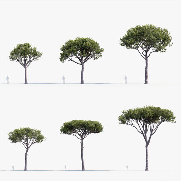 Italian stone pine Pinus pinea
