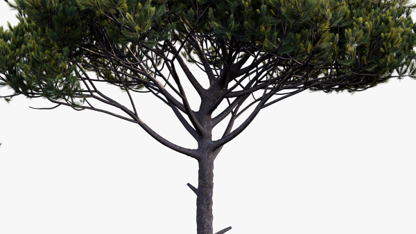 Italian stone pine Pinus pinea