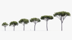 Italian stone pine Pinus pinea