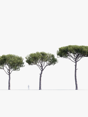 italian-stone-pine-pinus-pinea-3d-model-fd7fc39907