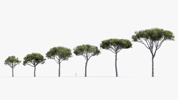 Italian stone pine Pinus pinea