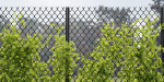 Ivy-fence collection vol 123-Blender