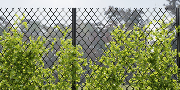 Ivy-fence collection vol 123-Blender