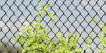 Ivy-fence collection vol 123-Blender
