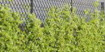 Ivy-fence collection vol 123-Blender