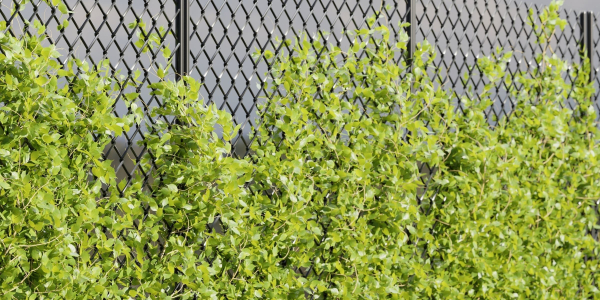 Ivy-fence collection vol 123-Blender