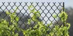 Ivy-fence collection vol 123-Blender