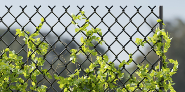 Ivy-fence collection vol 123-Blender