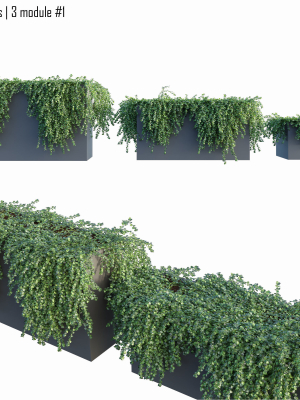 Ivy in tubs 1 -  3 module