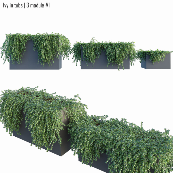 Ivy in tubs 1 -  3 module