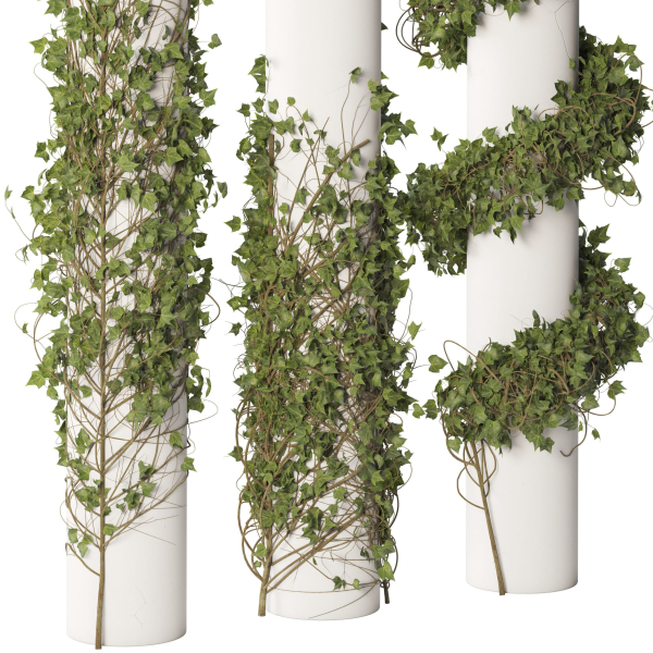 Ivy Plant Set 01