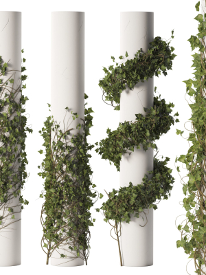 Ivy Plant Set 01
