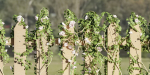 ivy wooden fence vol 25-Blender