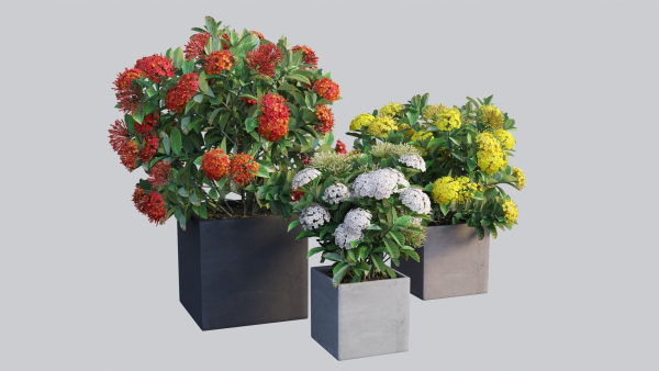Ixora planter 01
