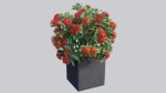 Ixora planter 01