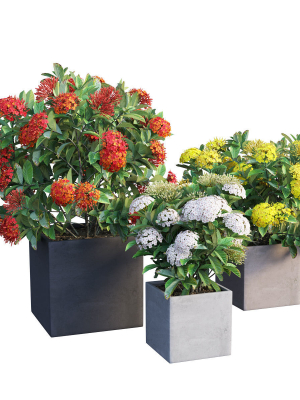 Ixora planter 01