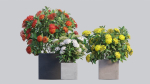 Ixora planter 01