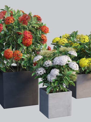 ixora-planter-01-3d-model-b01a6ea99c