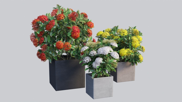 Ixora planter 01