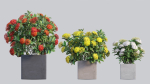 Ixora planter 01