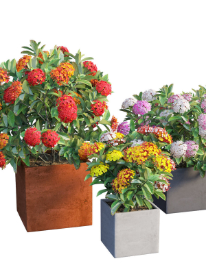Ixora planter 02