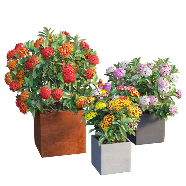 Ixora planter 02