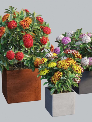 ixora-planter-02-3d-model-598fc65c66