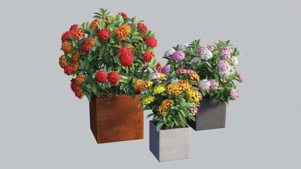 Ixora planter 02