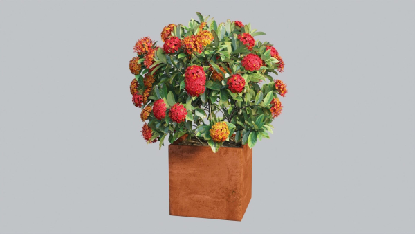 Ixora planter 02
