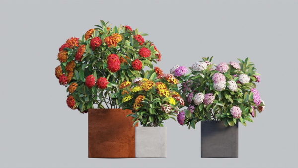 Ixora planter 02