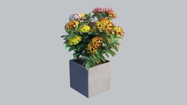 Ixora planter 02