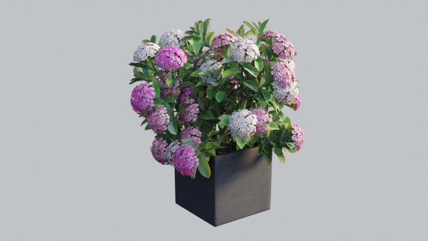 Ixora planter 02