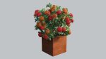 Ixora planter 02