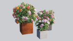Ixora planter 03