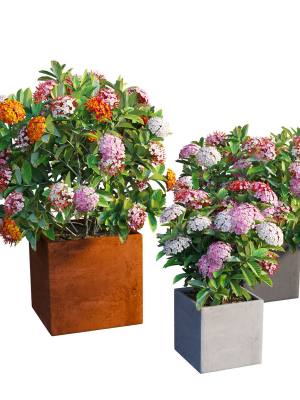 Ixora planter 03